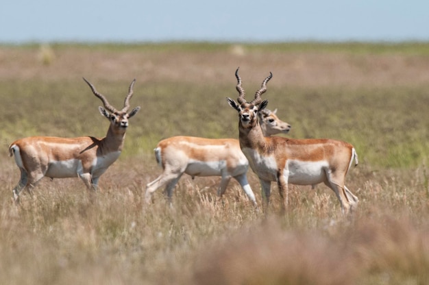 Blackbuck Antelope in Pampas plain environment La Pampa province Argentina