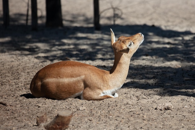 Blackbuck and indian antelope Mammal and mammals Land world and fauna Wildlife and zoology