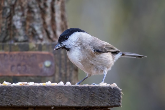 Blackcap (Sylvia atricapilla) foraging for food on a wooden seed tray