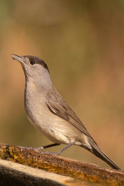 Blackcap Sylvia atricapilla Malaga Spanje