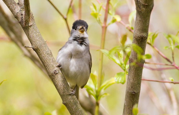 Blackcap Sylvia atricapilla 숲 속의 아침, 수컷 새가 나뭇가지에 앉아 노래를 부릅니다. 머리에 검은 모자를 쓴 암컷과 다릅니다.