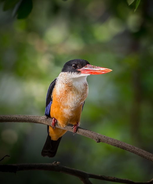 Blackcapped Kingfisher Halcyon pileata on branch tree