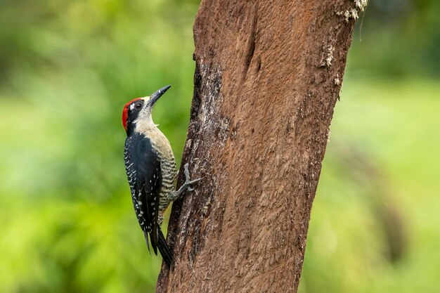 Photo the blackcheeked woodpecker is a species of bird in the picinae subfamily of the picidae woodpecker family it is found from southern mexico to ecuador