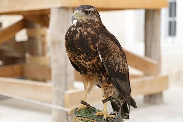 Blackchested buzzardeagle Geranoaetus melanoleucus perched on an artificial innkeeper