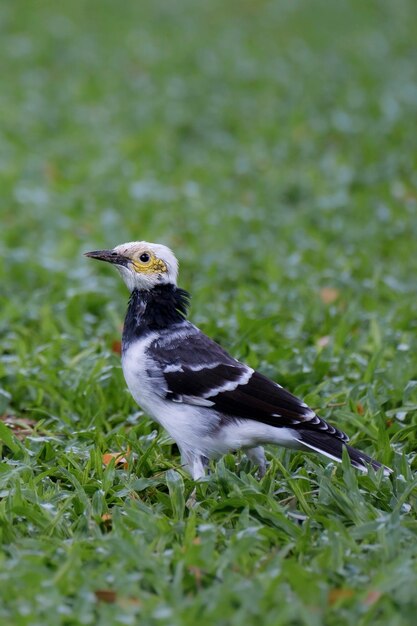 Foto starrone a collare nero nell'erba gracupica nigricollis foto verticale