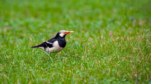 The blackcollared starling  is a species of starling in the family Sturnidae