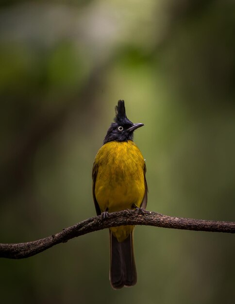 마른 가지 나무에 검은 볏이있는 Bulbul Pycnonotus flaviventris