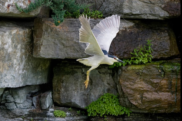 The blackcrowned night heron Nycticorax nycticorax adult in flight
