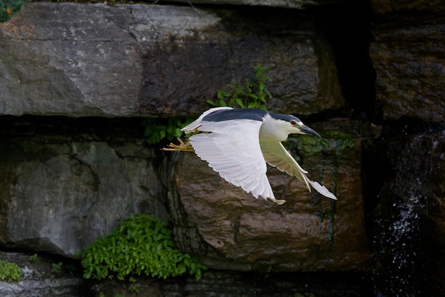 Чернокоронованная кваква Nycticorax nycticorax в полете