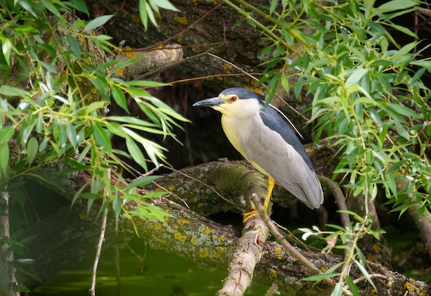 Черная цапля Nycticorax nycticorax Птица сидит на старой ветке над прудом