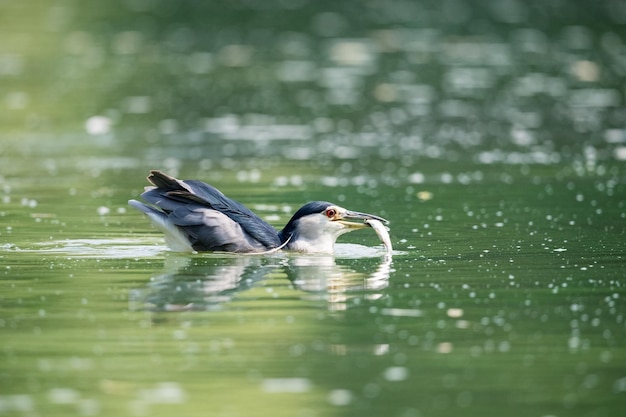 ゴイサギの獲物のクローズアップ美しい水の鳥