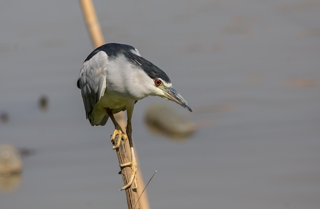 Blackcrowned NightheronNight Heron on dry banch