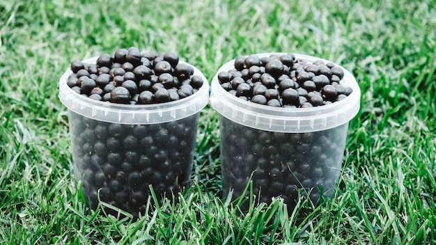 Blackcurrant in a plastic buckets on a background of green grass