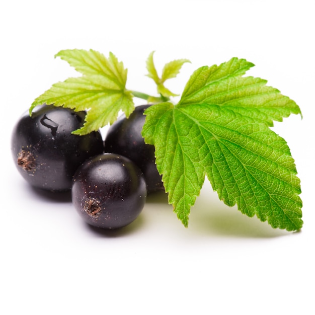 Blackcurrant with leaves