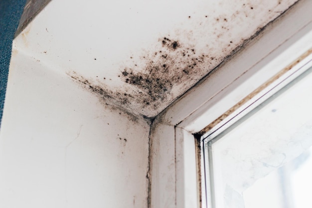 A blackened blooming fungus in the corner of the window