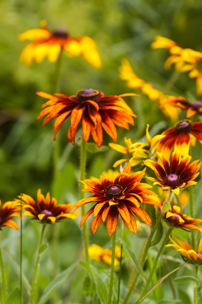 Blackeyed susan in the garden yellow rudbeckia daisy flowers