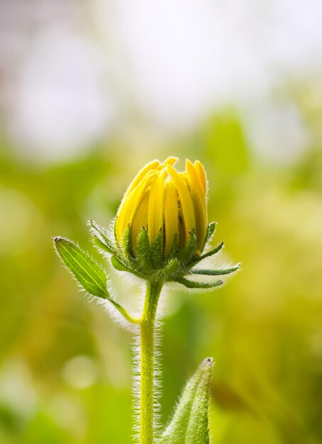 Blackeyed Susan или Rudbeckia hirta желтый цветок