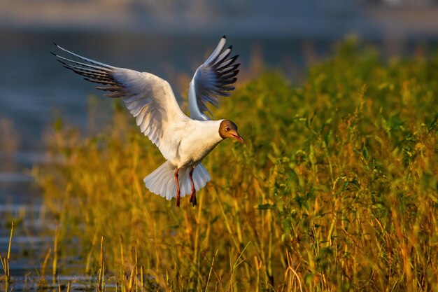 Blackheaded gull flying over green vegetation and water during summer evening