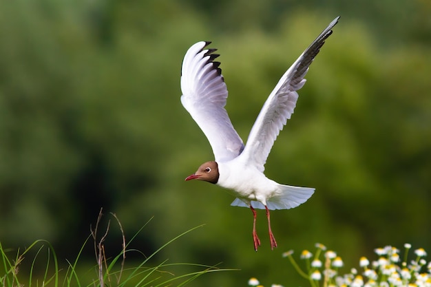 Blackheaded gull flying over the meadow in summer