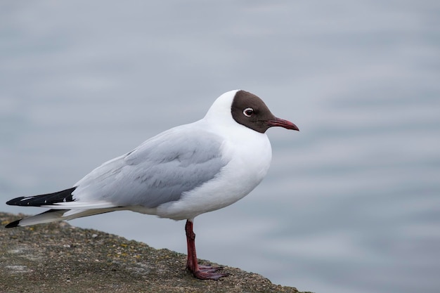 Blackheaded gull at the pier