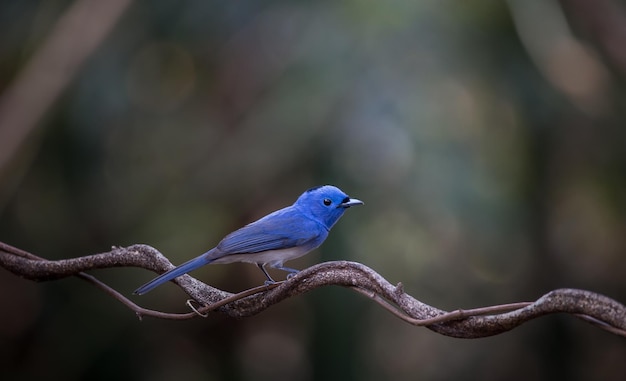 Blacknaped Monarch on branch tree in forest