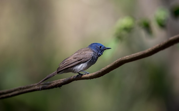 Blacknaped Monarch on branch tree in forest