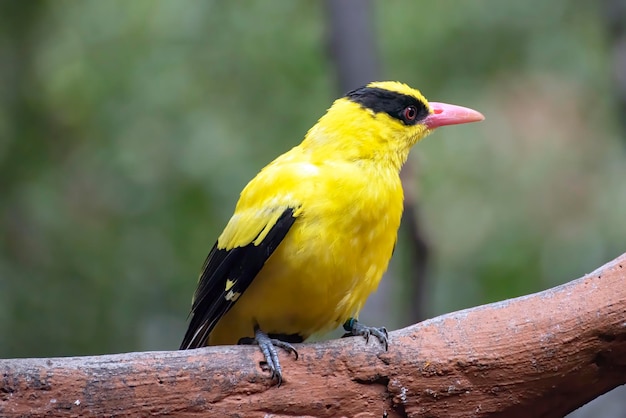 Blacknaped wielewaal op een boomtak