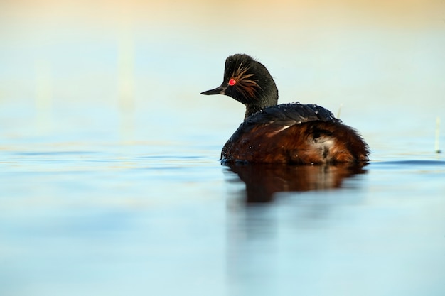 Blacknecked fuut met het eerste licht van de dageraad in een wetland in centraal Spanje op een zonnige dag