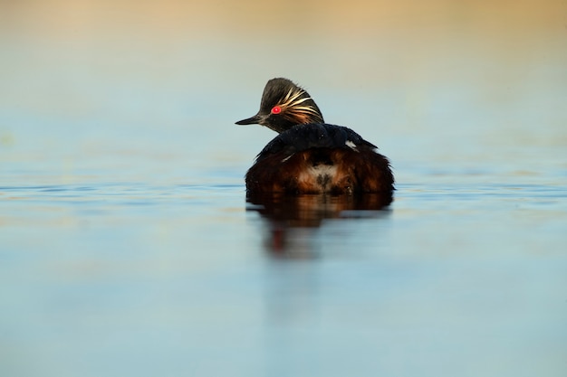Blacknecked grebe with the first light of dawn in a wetland in central Spain on a sunny day