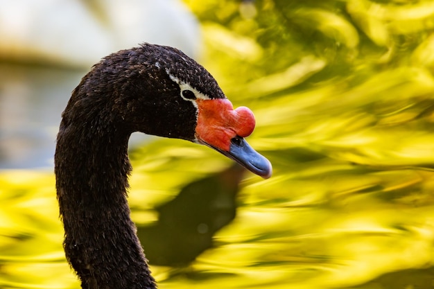 Blacknecked swan Bird and birds Water world and fauna Wildlife and zoology