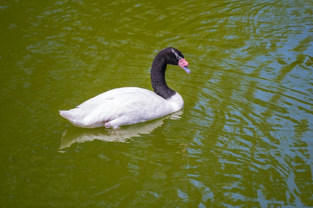 Foto il cigno dal collo nero o cygnus melancoryphus, noto anche come cigno al collo nero, ha la testa e il collo neri e il corpo bianco.