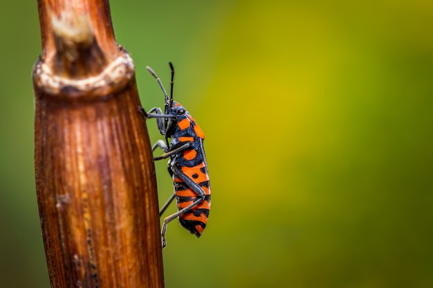 Blackred seed bug in de wei