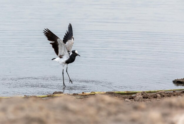 Blacksmith lapwing bird Etosha Namibia Africa