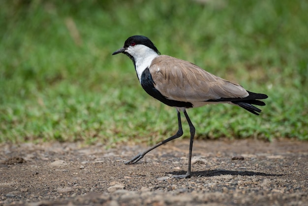 Photo blacksmith plover walks across track lifting foot