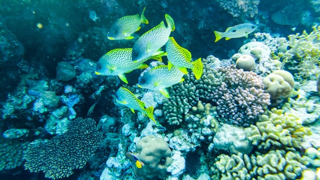 Blackspot Snapper (Lutjanus ehrenbergii) Red sea sharm el sheikh.