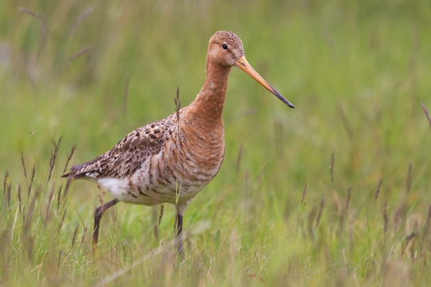 Blacktailed godwit limosa limosa in the grass