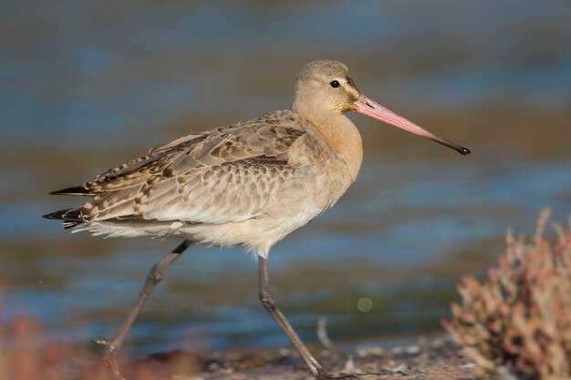 Photo blacktailed godwit limosa limosa malaga spain