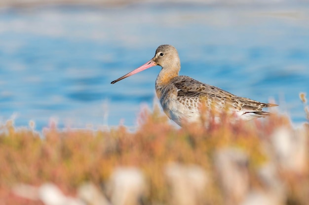 Photo blacktailed godwit limosa limosa malaga spain