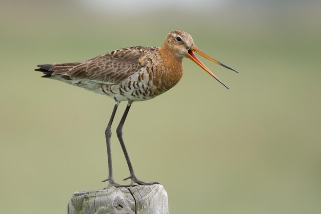 Photo blacktailed godwit limosa limosa perched on a wooden fence