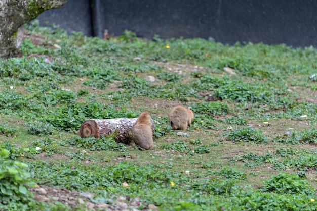 Cane della prateria dalla coda nera cynomys ludovicianus ritratto di un simpatico animale domestico