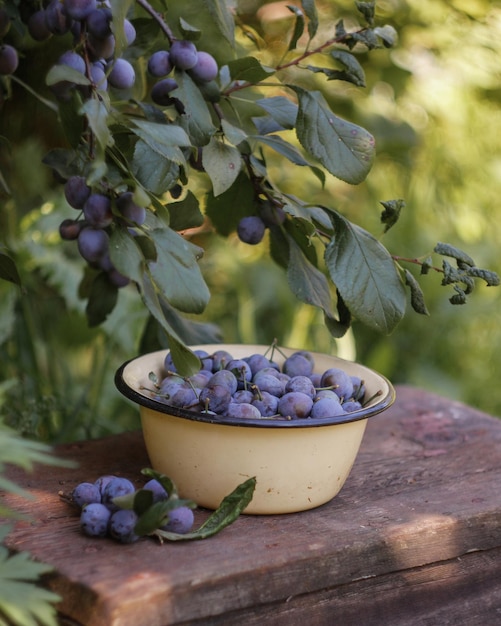 Blackthorn berries in a bowl in the garden