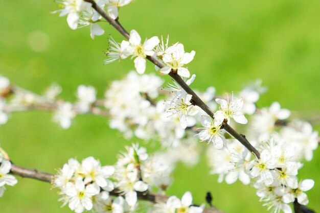 blackthorn blossom branch with white flowers on the green background