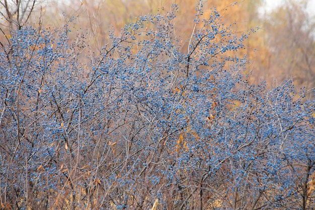 Blackthorn trees with ripe berries fall season outdoor autumn background