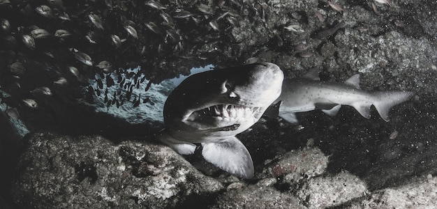 Океанская акула blacktip, плавающая в тропических подводных водах. акулы в подводном мире. наблюдение за животным миром. подводное плавание с аквалангом на южноафриканском побережье юар