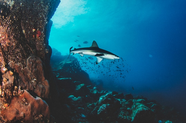 Океанская акула Blacktip, плавающая в тропических подводных водах. Акулы в подводном мире. Наблюдение за животным миром. Подводное плавание с аквалангом в Тихом океане, побережье Галапагосских островов