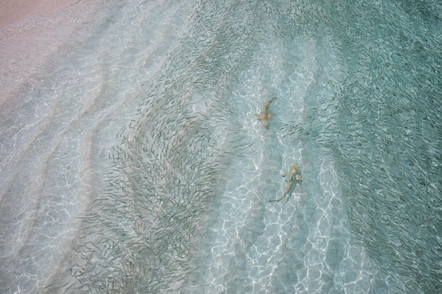 Blacktip Reef Shark in the Maldives hunting in school of fish. Beautiful ocean lagoon, shallow water