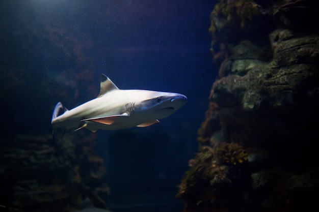 Squali pinna nera che nuotano in acque tropicali sopra la barriera corallina