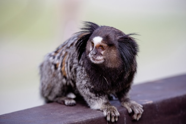 Photo the blacktufted marmoset star monkey or simply sagui is a species of monkey