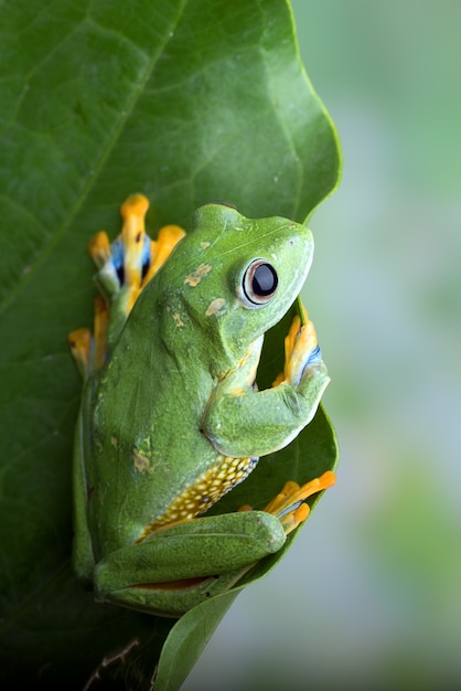 Photo blackwebbed tree frog hanging on a leaf
