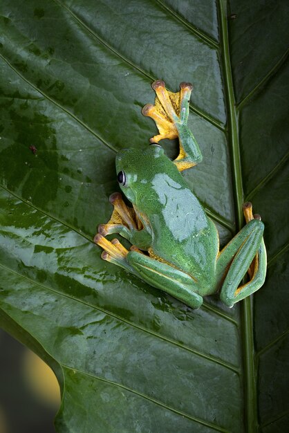 Blackwebbed tree frog hanging on a leaf